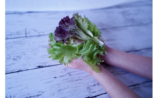 カルシウム&ポリフェノールリッチレタスMix（4袋セット）　【07208-0089】