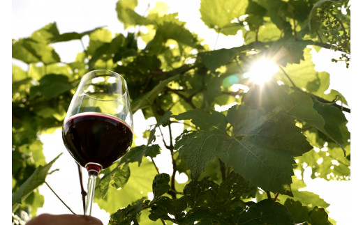 çŠå³¶ã®æµã¿ãå倿¹ã·ãŒãã«ãšã¯ã€ã³ïŒAã»ããïŒãã·ãŒãã«ããã¹ã«ãããã€ãªãŒã750ïœïœãåïŒæ¬ãèšïŒæ¬ãã®ããããåç£ã07208-0099ã