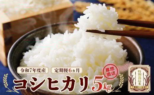 令和7年産　特別栽培米コシヒカリ　 5kg×６回　計30kg 【6か月定期便】　雪蔵銀ぴか米　【07208-0688】
