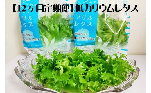 【定期便】低カリウムレタス（毎月12ヶ月お届け）　【07208-0093】