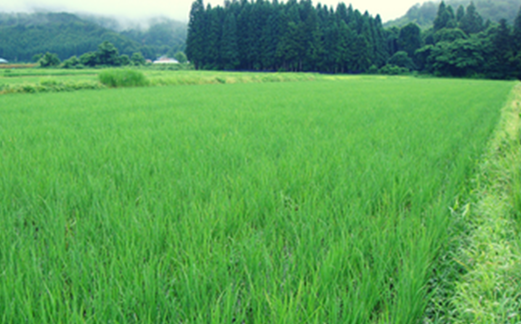 【令和7年産】特別栽培米コシヒカリ　玄米　5kg　6か月定期便(計30kg)　[米・食味分析鑑定コンクール国際大会 特別優秀賞受賞]　【07208-0808】