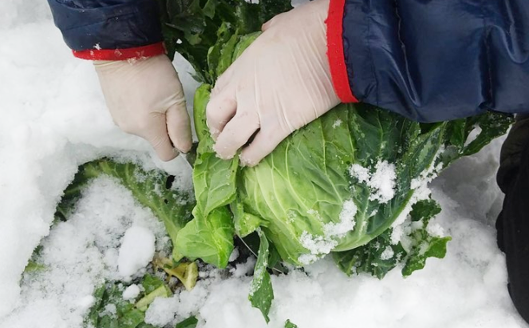 【先行予約】2027年1月中旬より発送！大きな雪下キャベツ約2.5kg×2玉　【07208-0789】