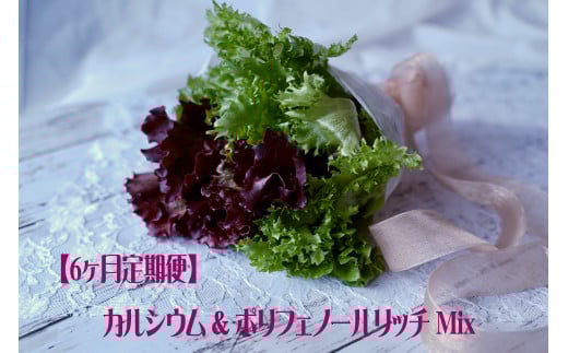 【定期便】カルシウム&ポリフェノールリッチレタスMix（毎月6ヶ月お届け）　【07208-0094】