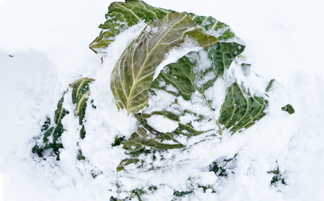 【先行予約】2027年1月中旬より発送！大きな雪下キャベツ約2.5kg×2玉　【07208-0789】