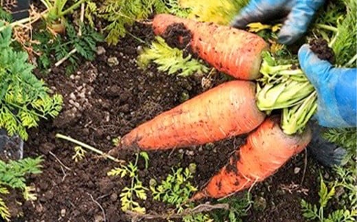 会津発　季節の野菜だより（大）定期便12回　【07208-0265】