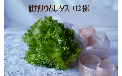 低カリウムレタス（12袋セット）　【07208-0090】