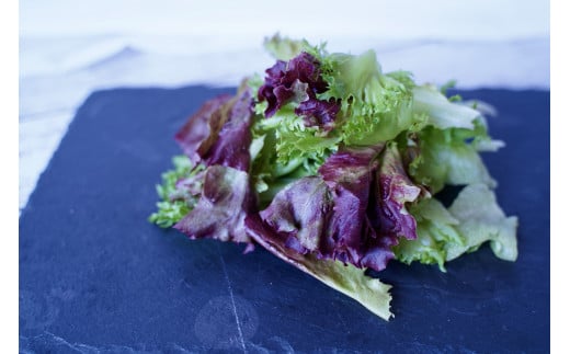 【定期便】カルシウム&ポリフェノールリッチレタスMix（毎月12ヶ月お届け）　【07208-0095】