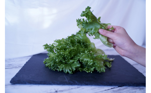 【定期便】低カリウムレタス（毎月12ヶ月お届け）　【07208-0093】