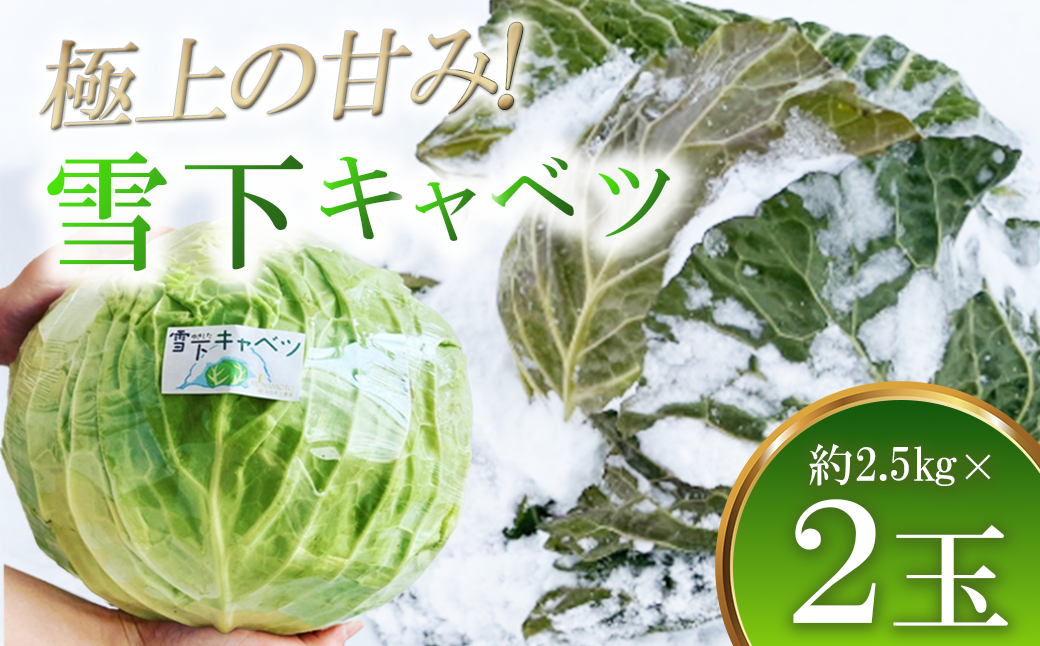 【先行予約】2027年1月中旬より発送！大きな雪下キャベツ約2.5kg×2玉　【07208-0789】
