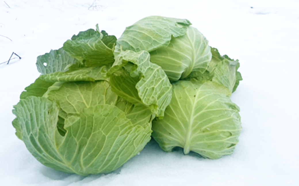 【先行予約】2027年1月中旬より発送！大きな雪下キャベツ約2.5kg×2玉　【07208-0789】