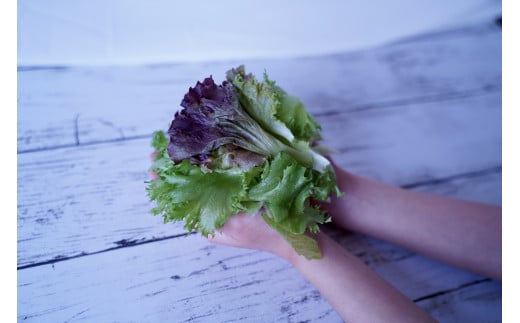 【定期便】カルシウム&ポリフェノールリッチレタスMix（毎月12ヶ月お届け）　【07208-0095】