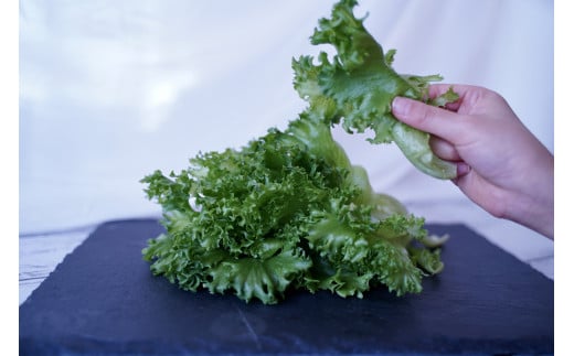 縲仙ョ壽悄萓ソ縲台ス弱き繝ェ繧ヲ繝繝ャ繧ソ繧ケシ域ッ取怦6繝カ譛医♀螻翫¢シ峨縲07208-0092縲