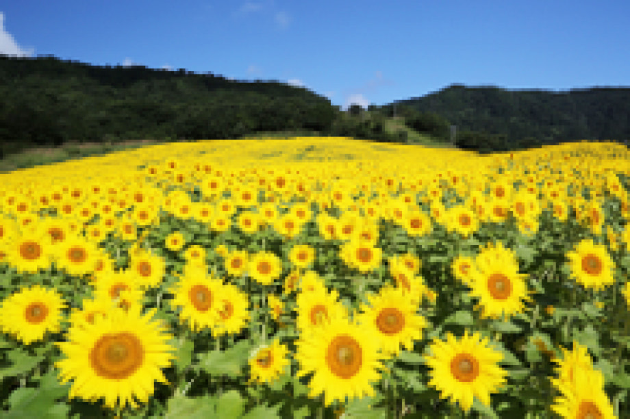 市長にお任せ （１）三ノ倉高原の花畑づくり