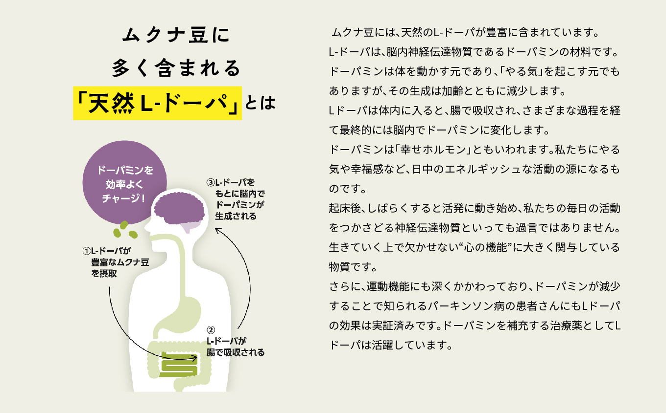 あだたらムクナ豆粉 100g × 2袋 豆 まめ マメ 使いやすい お茶 茶 豆茶 健康 飲み物 ドリンク 飲みやすい 国産豆 有機栽培 自家焙煎 グルメ おいしい おすすめ お中元 お歳暮 ギフト 送料無料 二本松市 ふくしま 福島県【ADATARAふぁーむ】