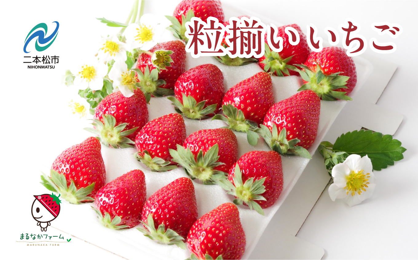《2026年3月以降順次発送》粒揃い贈答用いちご2箱 いちご ストロベリー 苺 イチゴ 贈答用 フルーツ 果物 おすすめ お中元 お歳暮 ギフト 二本松市 ふくしま 福島県 送料無料【まるなかファーム株式会社】