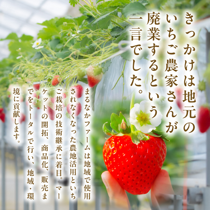 《2026年3月以降順次発送》まるなかファーム ギフトボックスC いちご 酒 リキュール liqueur ストロベリー 日本酒 セット 苺 イチゴ フルーツ 果物 おすすめ お中元 お歳暮 ギフト 二本松市 ふくしま 福島県 送料無料 【まるなかファーム株式会社】