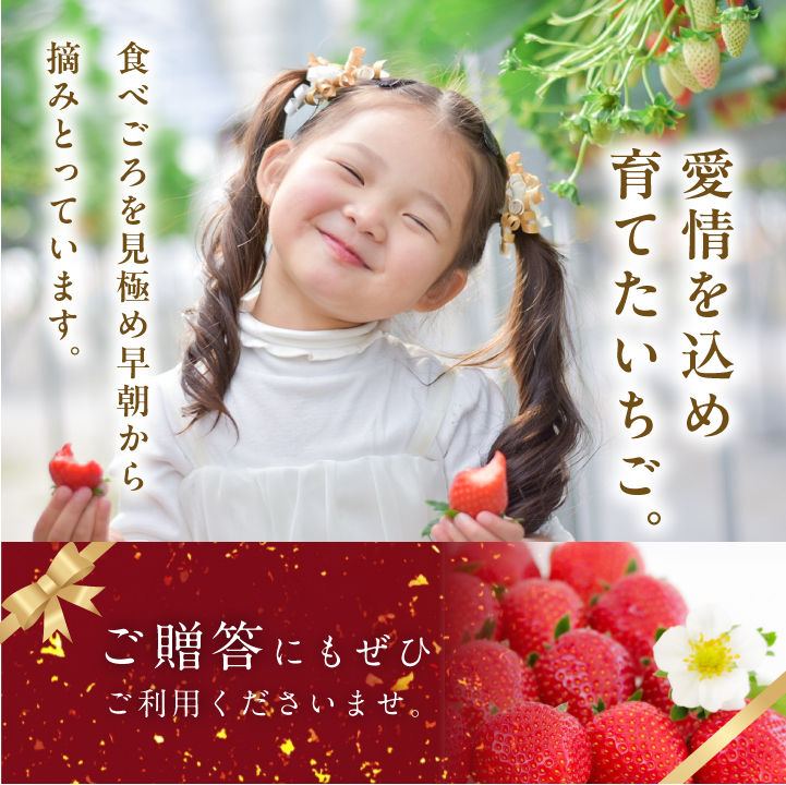 《2026年3月以降順次発送》まるなかファーム ギフトボックスC いちご 酒 リキュール liqueur ストロベリー 日本酒 セット 苺 イチゴ フルーツ 果物 おすすめ お中元 お歳暮 ギフト 二本松市 ふくしま 福島県 送料無料 【まるなかファーム株式会社】