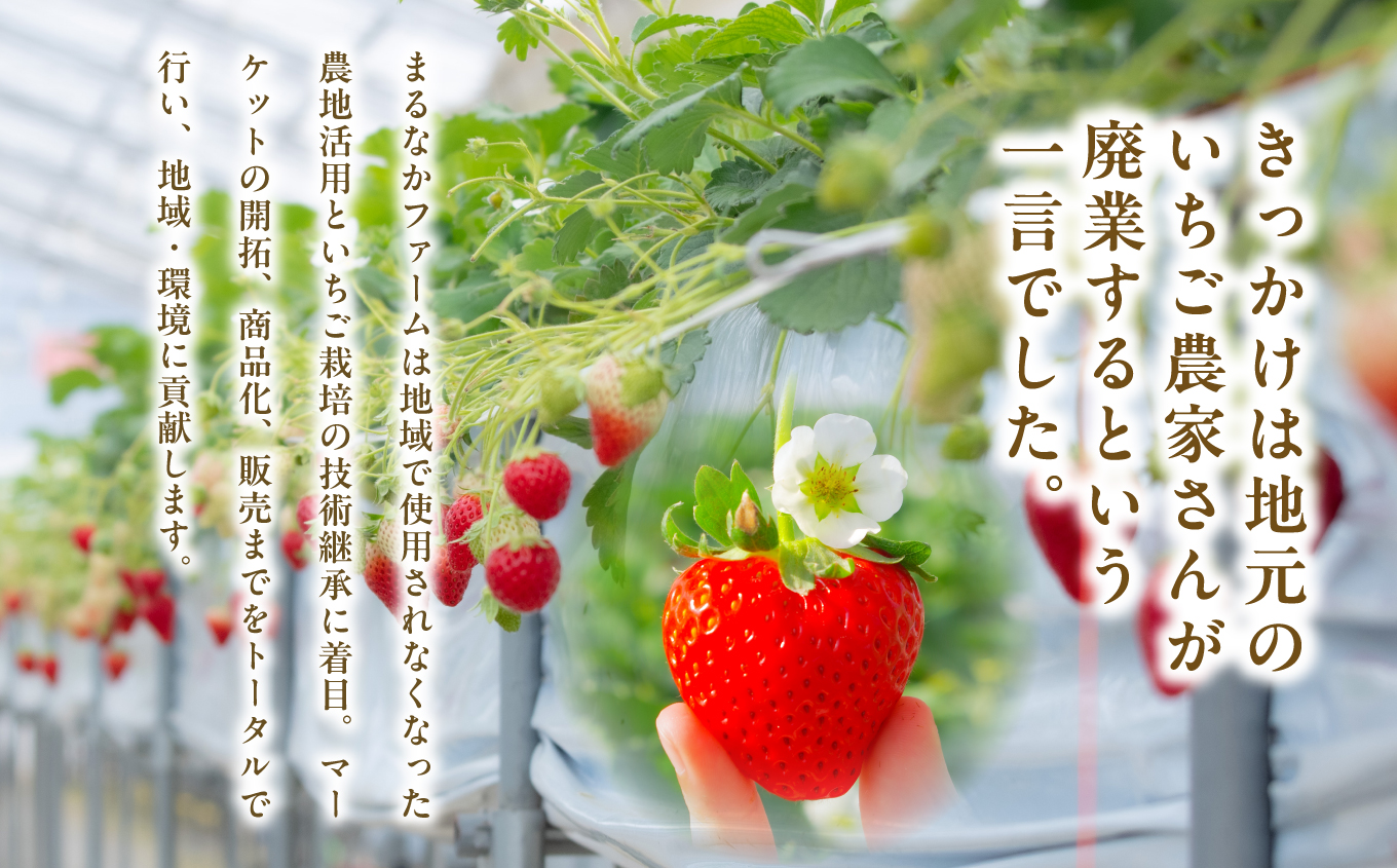 《2026年3月以降順次発送》大粒！完熟いちご2パック入り1箱 いちご ストロベリー 苺 イチゴ 大粒 厳選 フルーツ 果物 おすすめ お中元 お歳暮 ギフト 二本松市 ふくしま 福島県 送料無料【まるなかファーム株式会社】