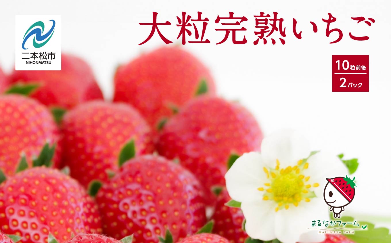 《2026年3月以降順次発送》大粒！完熟いちご2パック入り1箱 いちご ストロベリー 苺 イチゴ 大粒 厳選 フルーツ 果物 おすすめ お中元 お歳暮 ギフト 二本松市 ふくしま 福島県 送料無料【まるなかファーム株式会社】