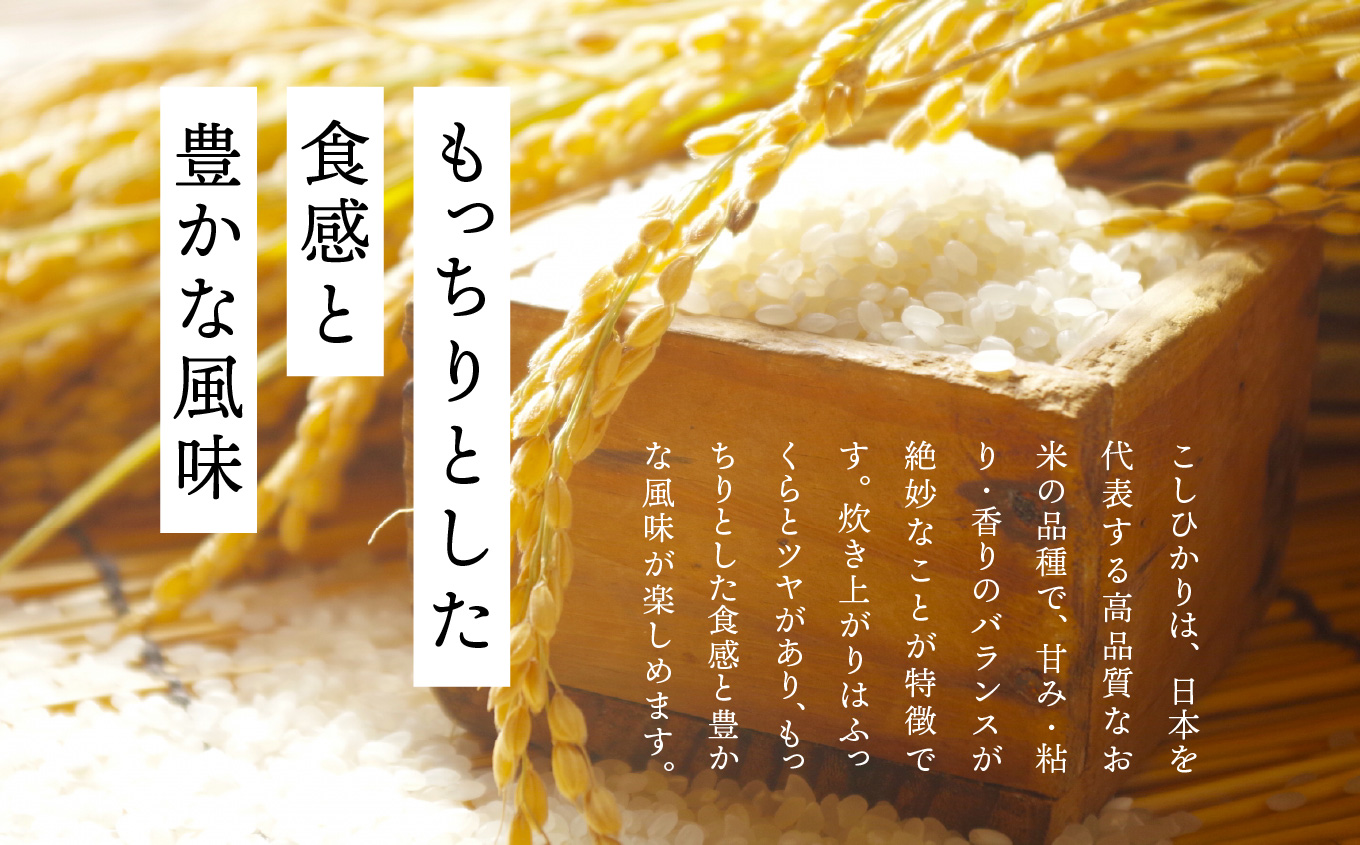 幎å
çºéå¯èœïŒïŒä»€å7å¹Žç£ ããã²ãã5kg ç±³ 粟米 ã³ã·ãã«ãª 5kg ç¹å¥æ œå¹ ãç±³ ãã ãããã ãäžå
ãæ³æ® ã®ãã äºæ¬æŸåž ãµãã㟠çŠå³¶ç éæç¡æãæ ªåŒäŒç€Ÿãã ããç±³ã