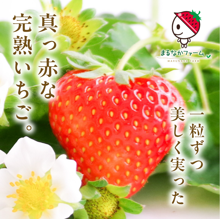 《2026年3月以降順次発送》まるなかファーム ギフトボックスC いちご 酒 リキュール liqueur ストロベリー 日本酒 セット 苺 イチゴ フルーツ 果物 おすすめ お中元 お歳暮 ギフト 二本松市 ふくしま 福島県 送料無料 【まるなかファーム株式会社】