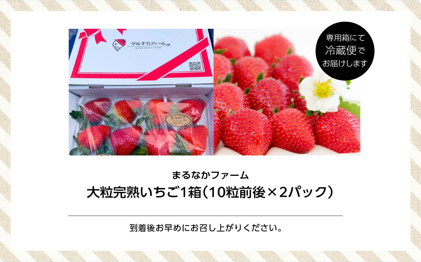 《2026年3月以降順次発送》大粒！完熟いちご2パック入り1箱 いちご ストロベリー 苺 イチゴ 大粒 厳選 フルーツ 果物 おすすめ お中元 お歳暮 ギフト 二本松市 ふくしま 福島県 送料無料【まるなかファーム株式会社】