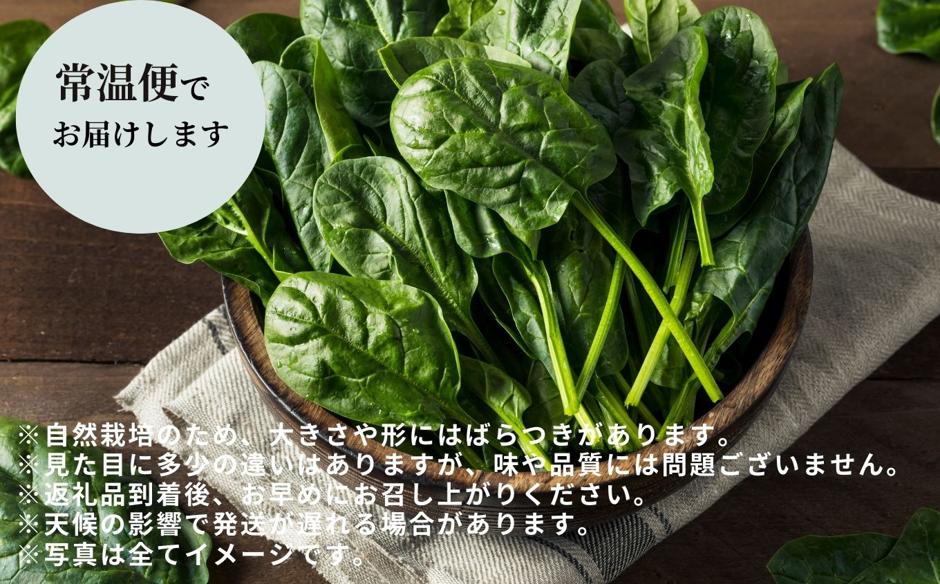 《2027年1月中旬より順次発送》寒ちぢみほうれん草2kg ホウレンソウ 炒め物 おひたし 胡麻和え 野菜 ヤサイ 新鮮 産地直送 新鮮野菜 白和え おすすめ お中元 お歳暮 ギフト 二本松市 ふくしま 福島県 送料無料【西谷さとう農園】