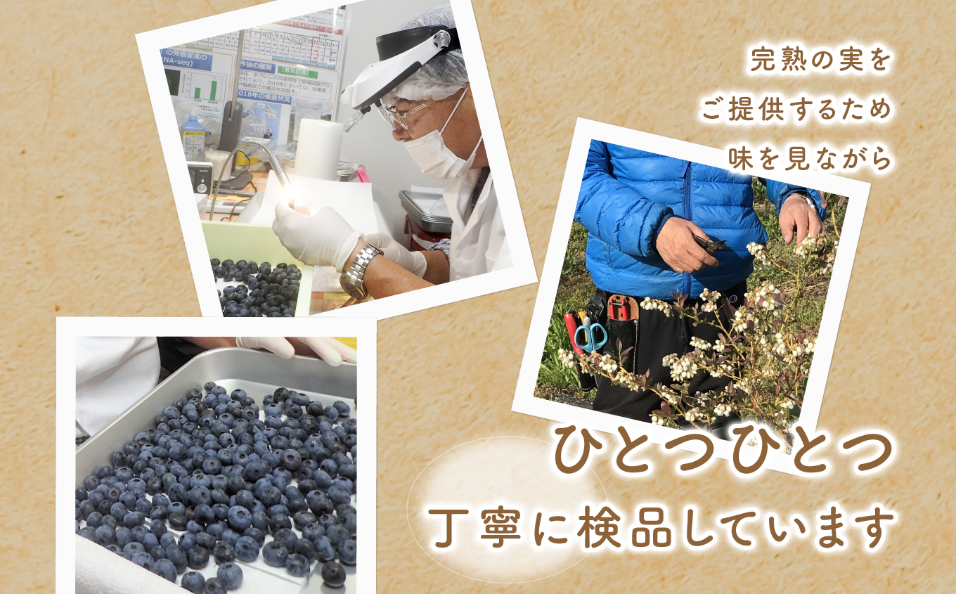 《2025年7月以降順次発送》東京農工大学名誉教授「横山　正」ブランドのブルーベリー冷凍果実250g（2パック）セット（品種おまかせ） ブルーベリー フルーツ 果物 冷凍果実 おすすめ お中元 お歳暮 ギフト 二本松市 ふくしま 福島県 送料無料【東和ブルーベリー研究農園】