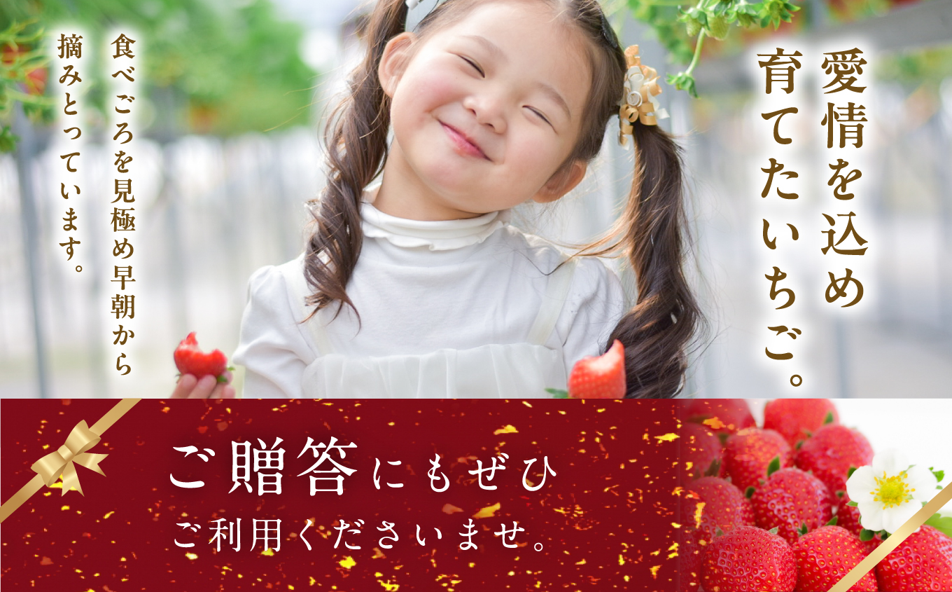 《2026年3月以降順次発送》大粒！完熟いちご2パック入り1箱 いちご ストロベリー 苺 イチゴ 大粒 厳選 フルーツ 果物 おすすめ お中元 お歳暮 ギフト 二本松市 ふくしま 福島県 送料無料【まるなかファーム株式会社】