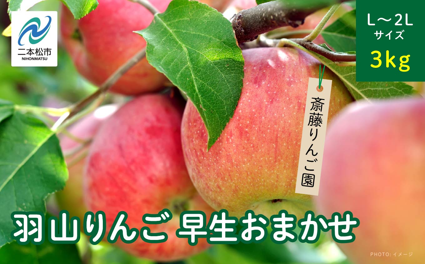 《2026年8月下旬以降順次発送》羽山のりんご　早生おまかせL〜2Lサイズ3kg りんご リンゴ 果物 フルーツ 羽山りんご 3kg 早生 人気 くだもの おすすめ お中元 お歳暮 ギフト 二本松市 ふくしま 福島県 送料無料【斎藤りんご園】