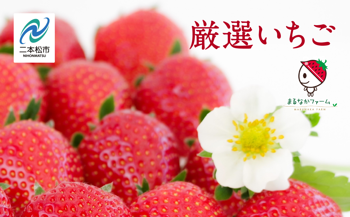 《2026年3月以降順次発送》大粒！完熟いちご2パック入り1箱 いちご ストロベリー 苺 イチゴ 大粒 厳選 フルーツ 果物 おすすめ お中元 お歳暮 ギフト 二本松市 ふくしま 福島県 送料無料【まるなかファーム株式会社】