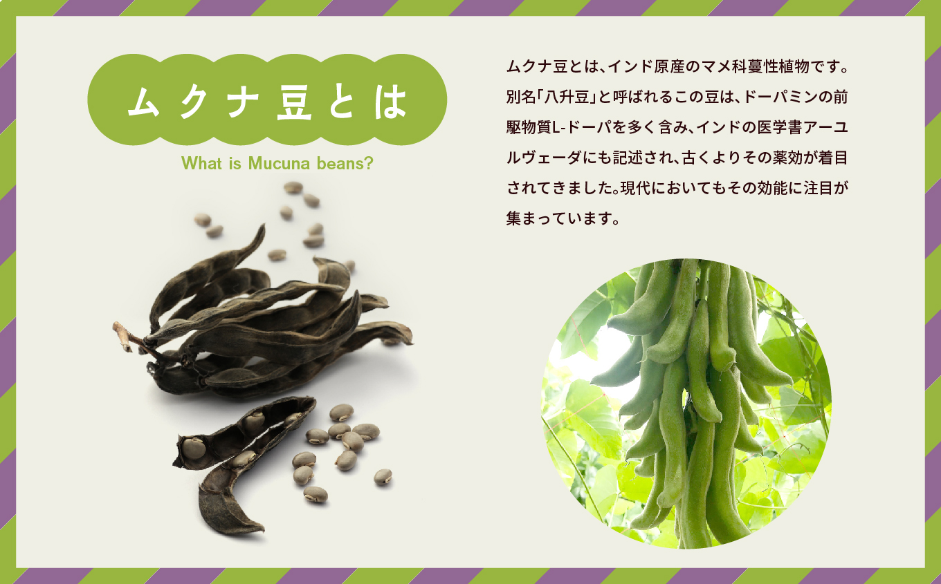 あだたらムクナ豆粉 100g × 2袋 豆 まめ マメ 使いやすい お茶 茶 豆茶 健康 飲み物 ドリンク 飲みやすい 国産豆 有機栽培 自家焙煎 グルメ おいしい おすすめ お中元 お歳暮 ギフト 送料無料 二本松市 ふくしま 福島県【ADATARAふぁーむ】