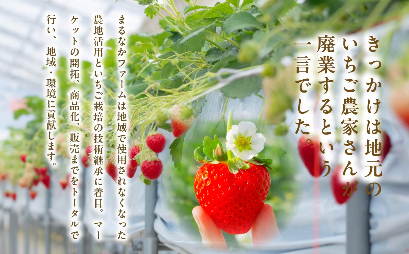 《2026年1月3日～5月23日開園》いちご狩りペア入場チケットいちご狩りペア入場チケット いちご ストロベリー いちご狩り 苺 イチゴ フルーツ 果物 おすすめ お中元 お歳暮 ギフト 二本松市 ふくしま 福島県 送料無料【まるなかファーム株式会社】