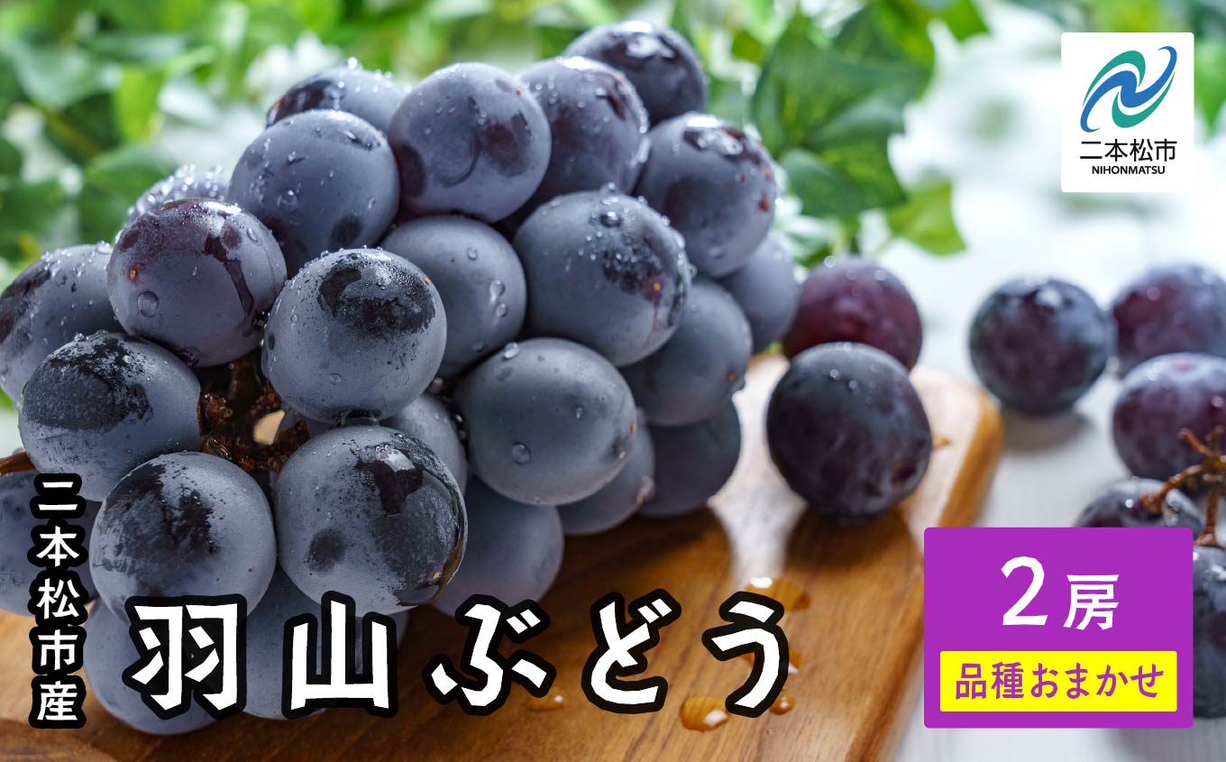 《2026年9月初旬以降順次発送》羽山のぶどう 品種おまかせ 2房（1.4kg） ブドウ ぶどう 葡萄 フルーツ 果物 人気 ランキング おすすめ ギフト 故郷 ふるさと 納税 福島 ふくしま 二本松市 送料無料【羽山果樹組合】