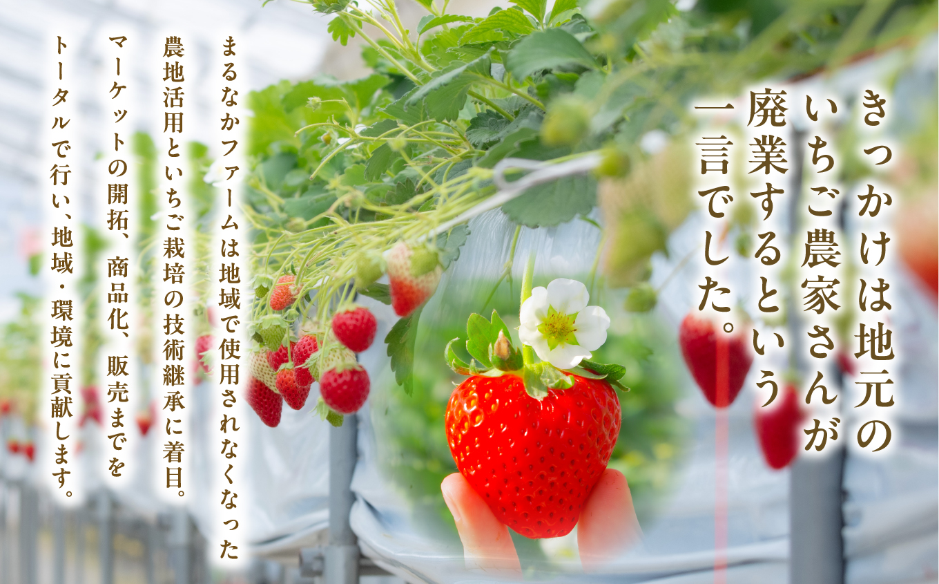 まるなかファーム×人気酒造 Koichigoリキュール 300ml×1本 いちご 酒 リキュール liqueur ストロベリー 日本酒 セット 苺 イチゴ フルーツ 果物 おすすめ お中元 お歳暮 ギフト 二本松市 ふくしま 福島県 送料無料【まるなかファーム株式会社】