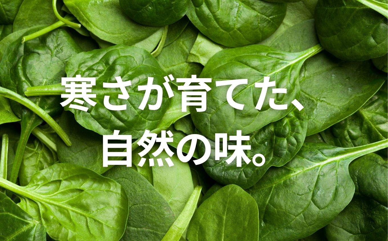 《2027年1月中旬より順次発送》寒ちぢみほうれん草2kg ホウレンソウ 炒め物 おひたし 胡麻和え 野菜 ヤサイ 新鮮 産地直送 新鮮野菜 白和え おすすめ お中元 お歳暮 ギフト 二本松市 ふくしま 福島県 送料無料【西谷さとう農園】