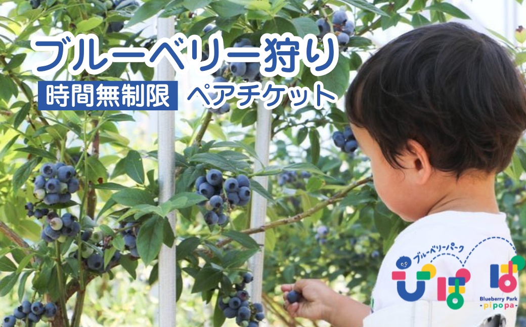 ブルーベリーパーク ぴぽぱ ペアチケット ブルーベリー狩り 2名 体験 入園券 無料券 夏季限定 【121237-001】