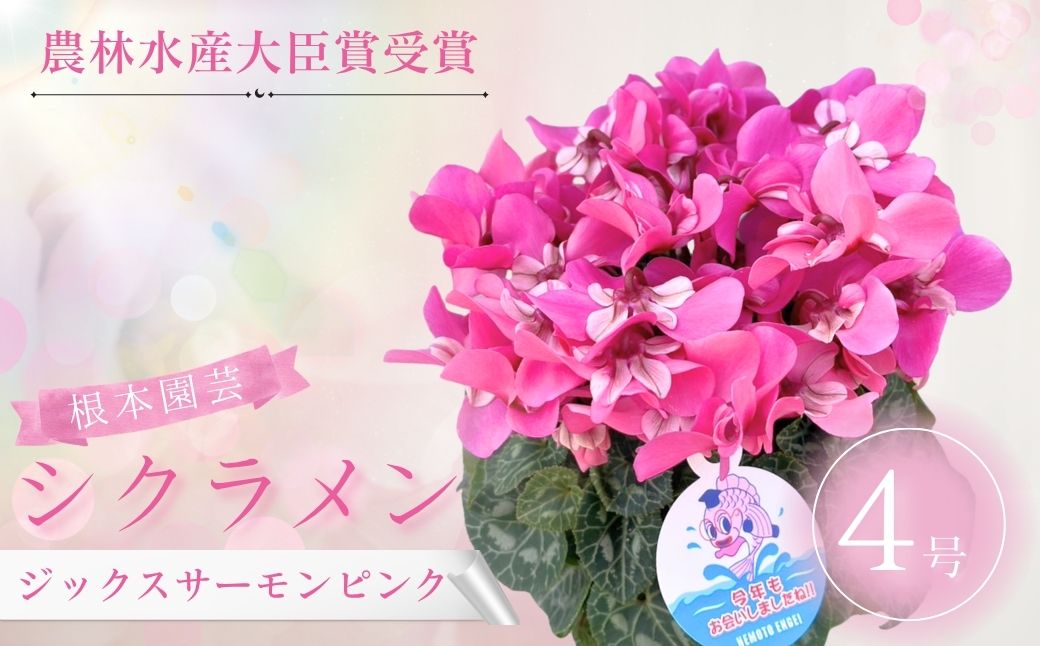 【2026年 先行予約】シクラメン ジックス サーモンピンク 4号｜花 花苗 鉢植え aj003-ad