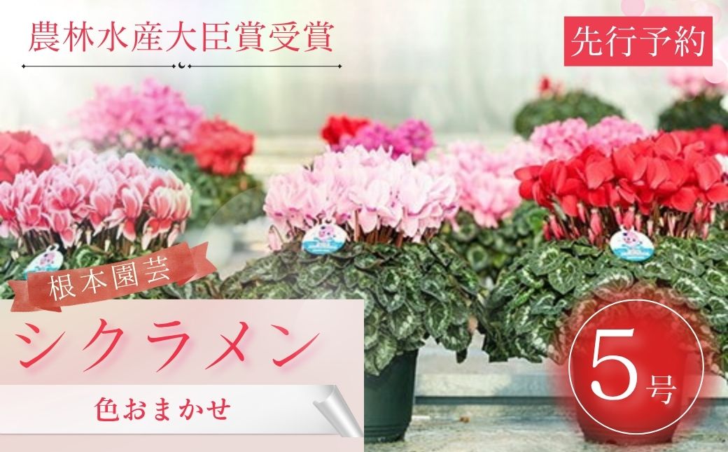 【2026年 先行予約】シクラメン 色おまかせ 5号｜花ギフト 花苗 鉢植え aj011-aa