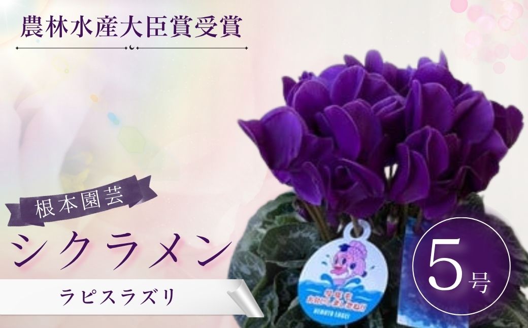 【2026年 先行予約】シクラメン ラピスラズリ 5号｜花ギフト 花苗 鉢植え aj007-aa
