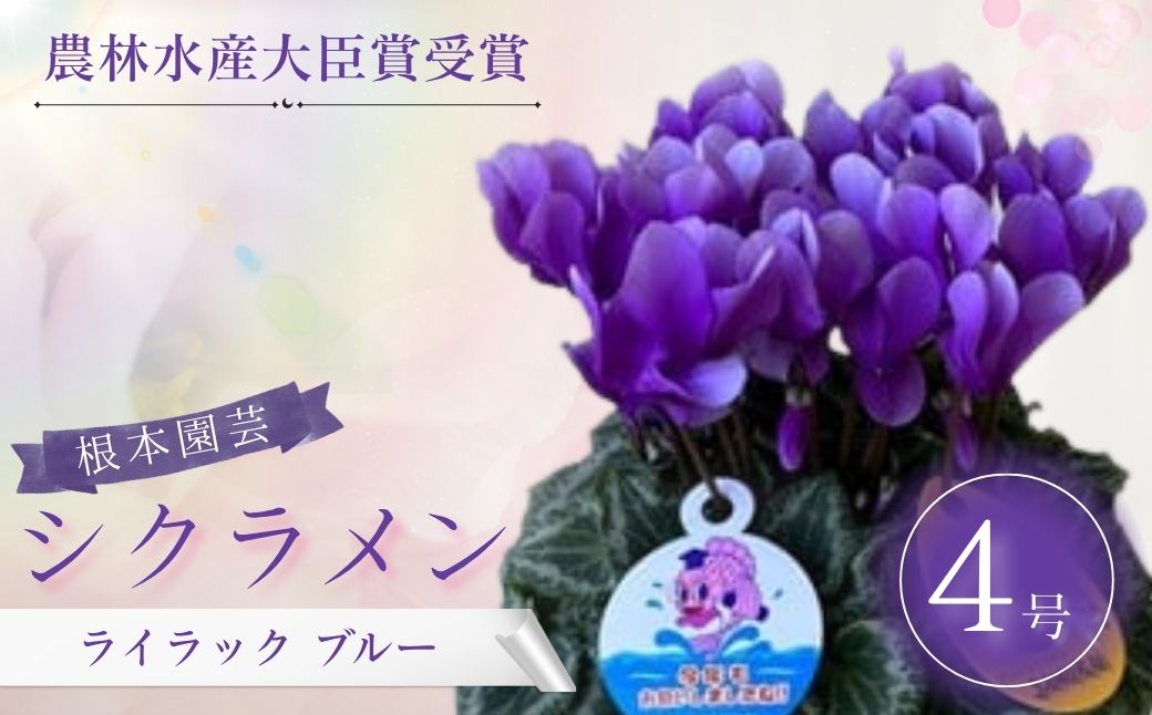 【2026年 先行予約】シクラメン ライラック 4号｜花ギフト 花苗 鉢植え aj016-aa
