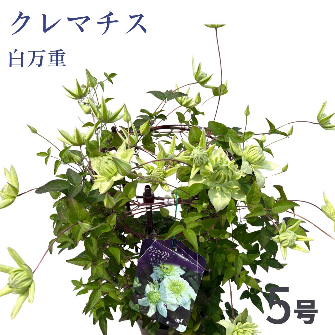 [先行受付]クレマチス 白万重 5号 白系|花ギフト 花苗 鉢植え[53850-002-04]