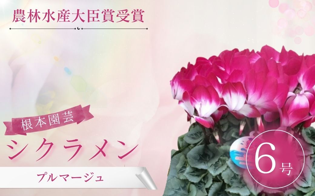 【2026年 先行予約】シクラメン プルマージュ 6号｜花ギフト 花苗 鉢植え aj006-ab