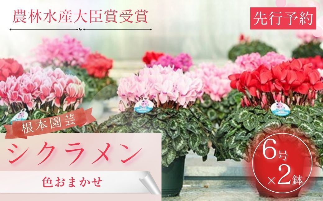 【2026年 先行予約】シクラメン フリンジ ピンク系 6号｜花ギフト 花苗 鉢植え aj005-ad