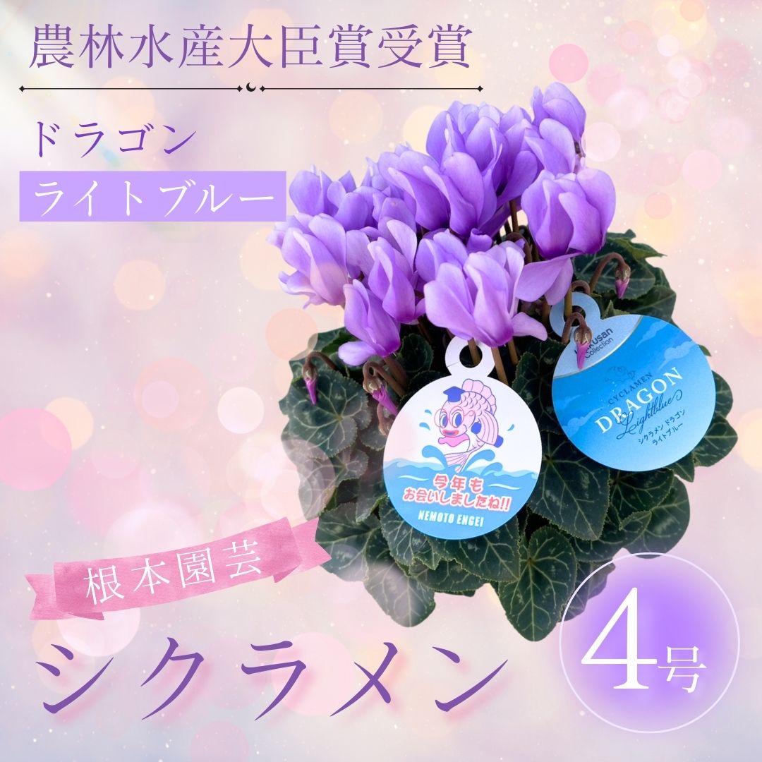 [先行受付]シクラメン ドラゴン ライトブルー 4号|花 花苗 鉢植え[53850-013-01]