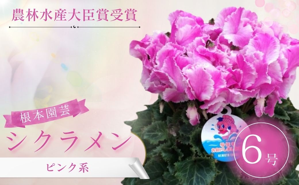 【2026年 先行予約】シクラメン ピンク系 6号｜花ギフト 花苗 鉢植え aj005-ab