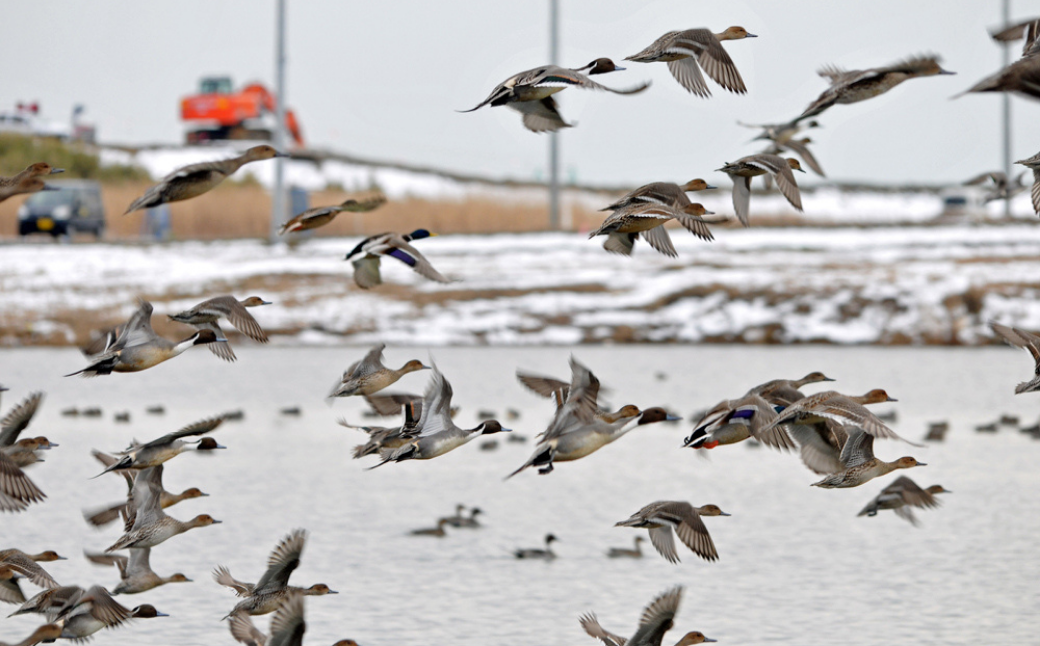 JAS譛画ゥ溽アウ 繧ウ繧キ繝偵き繝ェ 逋ス邀ウ 5kg 莉、蜥7蟷エ逕」 | JAS 譛画ゥ溽アウ 邊セ邀ウ 繧ウ繝。 邀ウ 縺薙a 繝悶Λ繝ウ繝臥アウ 驫俶氛 遖丞ウカ 遖丞ウカ逵檎肇 貂。驛ィ譛画ゥ溯セイ蝨