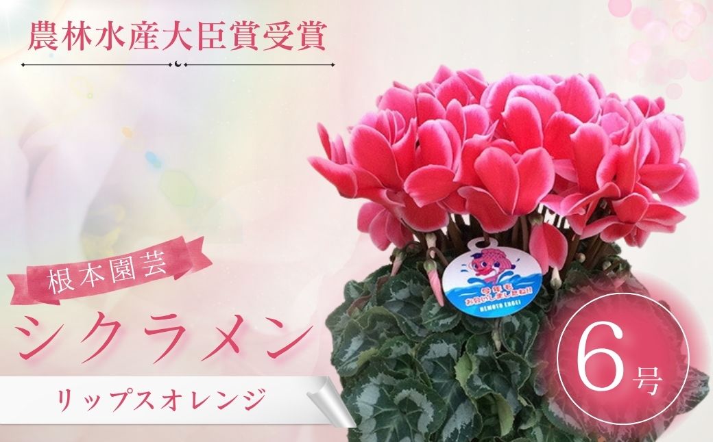 【2026年 先行予約】シクラメン リップスオレンジ 6号｜花ギフト 花苗 鉢植え aj008-ab