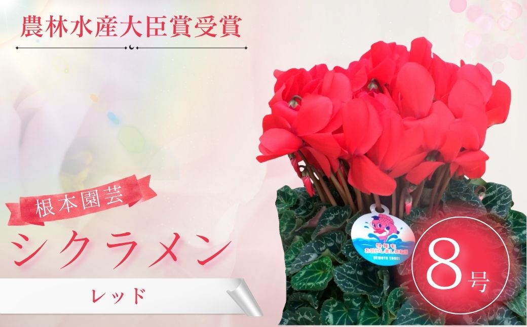 【2026年 先行予約】シクラメン レッド 8号｜花ギフト 花苗 鉢植え aj009-ac