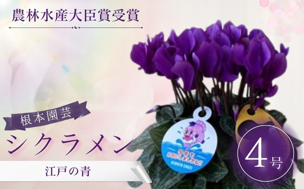 【2026年 先行予約】シクラメン 江戸の青 4号 青系｜花ギフト 花苗 鉢植え aj010-aa